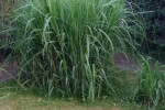 Sadzonka Miskantu 2-2.5m tzw. olbrzymiego
