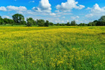 1,34 ha - Jarocice gm. Burzenin