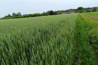 Pszenica Patras, pszenica dla kur, worki 50kg