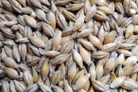 Jęczmień jary odmiana Ella. Oczyszczony.