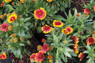 Byliny .Rosliny kwitnace wieloletnie