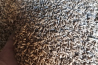 Sprzedam pszenżyto ozime Trismart