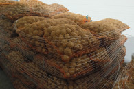 Ziemniaki Soraya , Michalina kal. 3,5-5,5