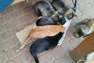 Oddam w dobre ręce piękne kotki