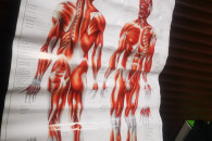 Plakat dla fizjoterapeuty MIĘŚNIE człowieka