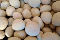 Ziemniaki bellarosa czerwone