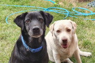 Zaginęły dwa labradory