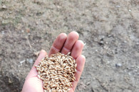 Jęczmień jary Laser