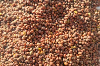 Sprzedam rzodkiew oleistą