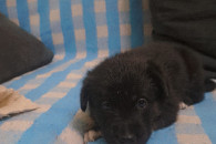 oddam pieski w dobre ręce pozdrawiam