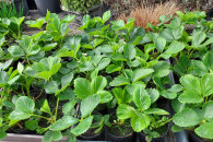 Truskawki,laurowisnie kwiaty rabatowe,balkonowe