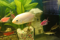 Ryby akwariowe dorosłe