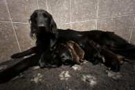 Czarny Piesek Flat Coated Retriever FCI