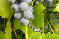 Winogrono ciemne i różowe