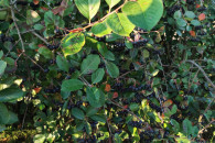 Aronia świeża