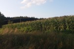 Kukurydza na pniu- kiszonka lub ziarno